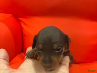 Miniature Pinscher dogs Miniature Pinscher Puppy 1 - Ad 28