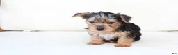 Yorkshire Terrier dogs for sale: Scout - Ad 7