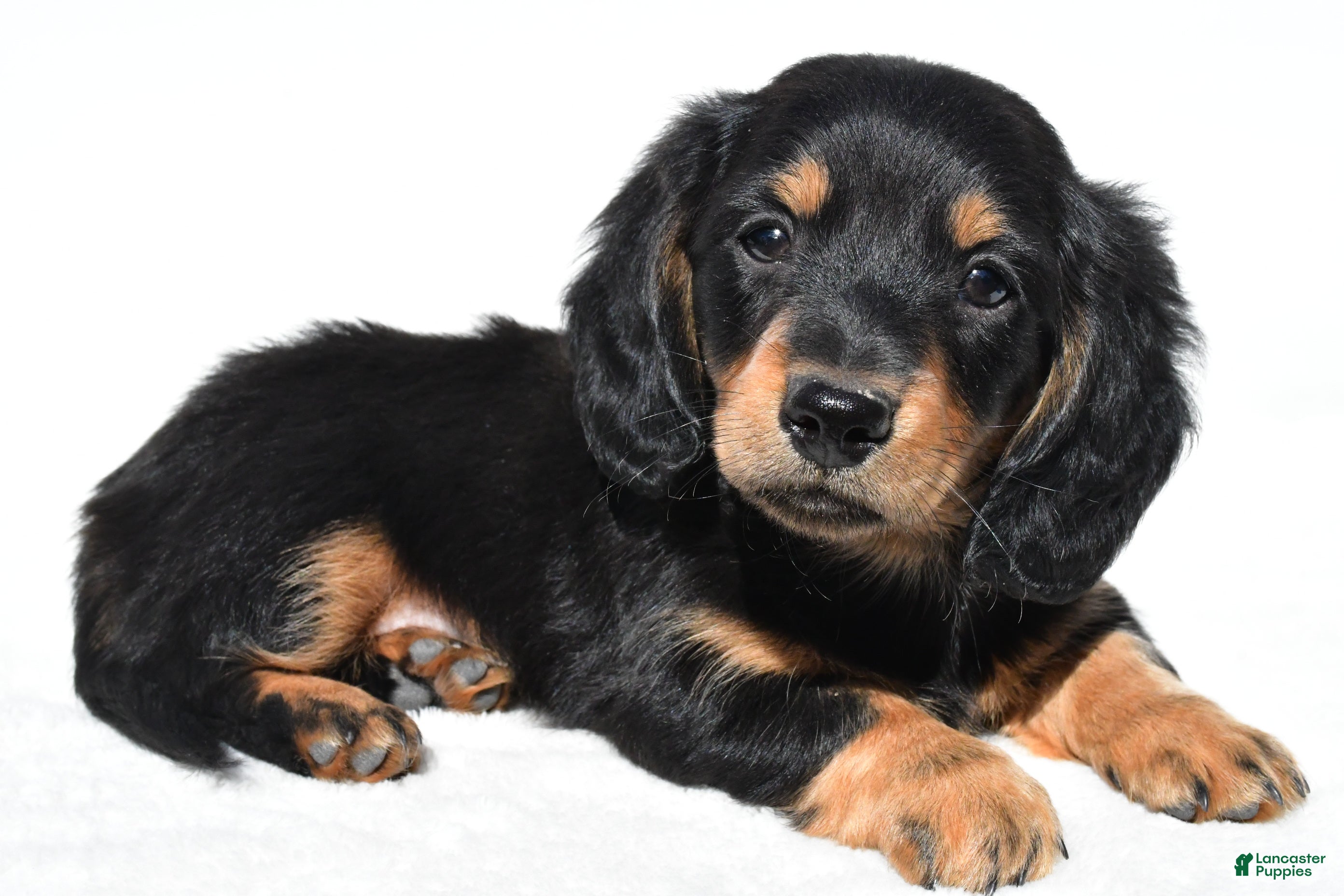 Miniature Dachshund dogs for sale: Alex - Ad 1