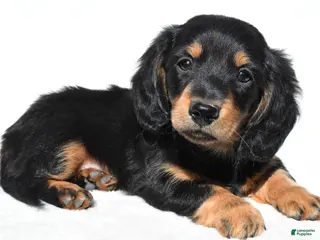 Miniature Dachshund dogs for sale: Alex - Ad 2