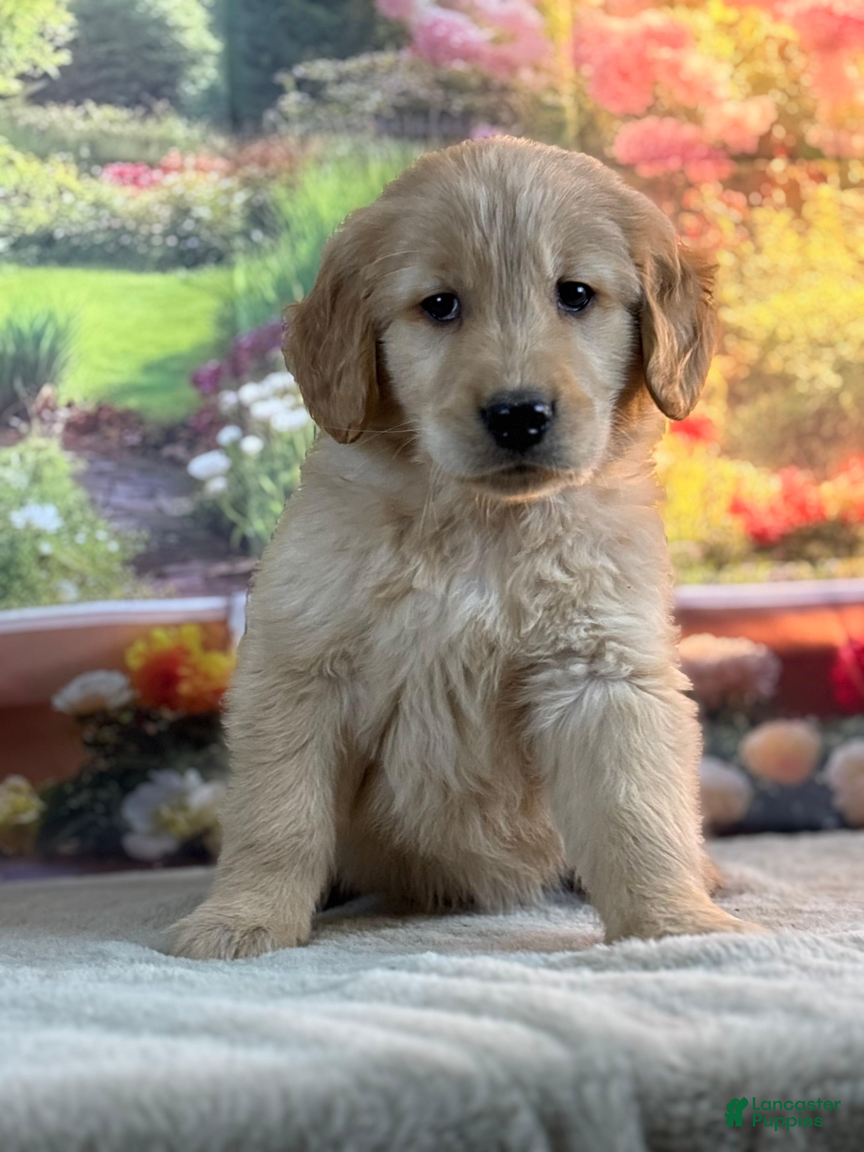 Golden Retriever dogs Neo - Ad 1