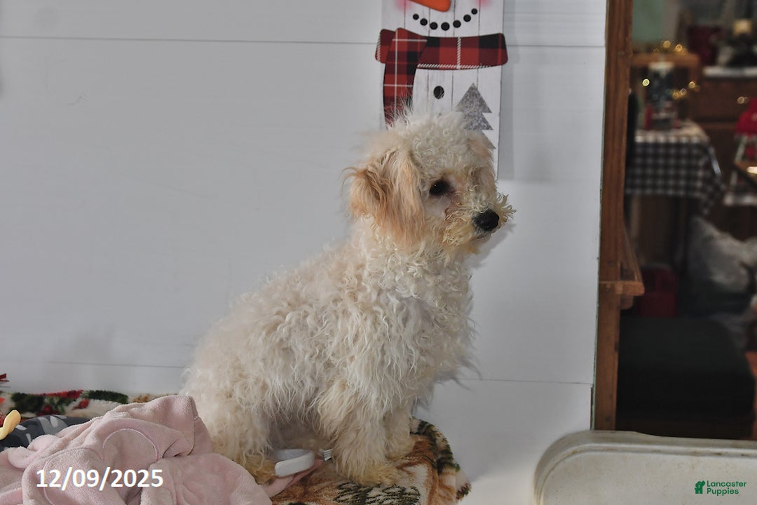 Bichpoo dogs for sale: Cinderella - Ad 4