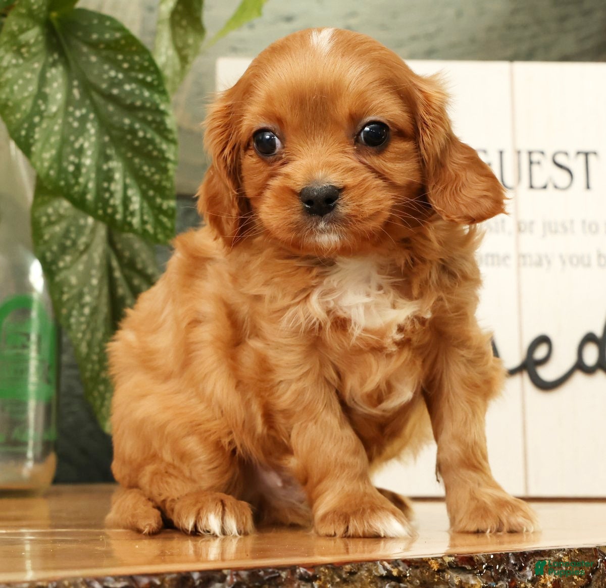 Cavapoo dogs Bentley - Ad 1