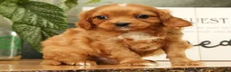 Cavapoo dogs for sale: Bentley - Ad 1