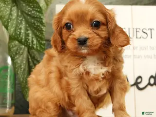Cavapoo dogs for sale: Bentley - Ad 3