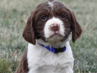 English Springer Spaniel dogs Missy - Ad 11