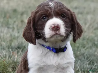 English Springer Spaniel dogs Missy - Ad 13