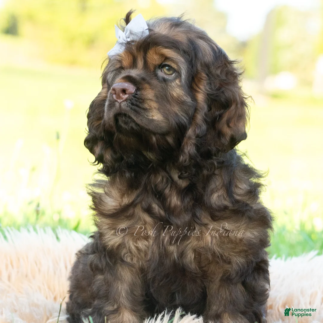 Cocker Spaniel dogs for sale: Morningstar - Ad 2