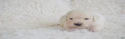 Golden Retriever dogs for sale: Bella - Ad 3