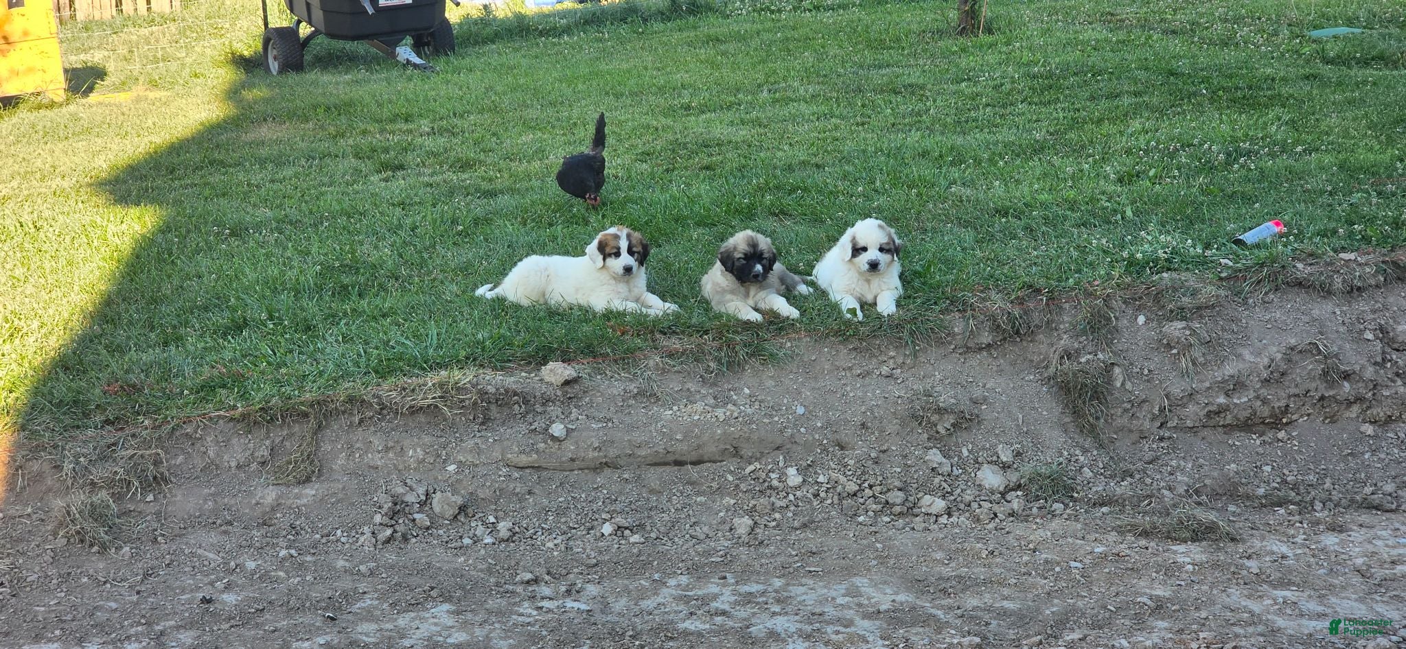 Mixed Breed dogs Lilly  - Ad 2