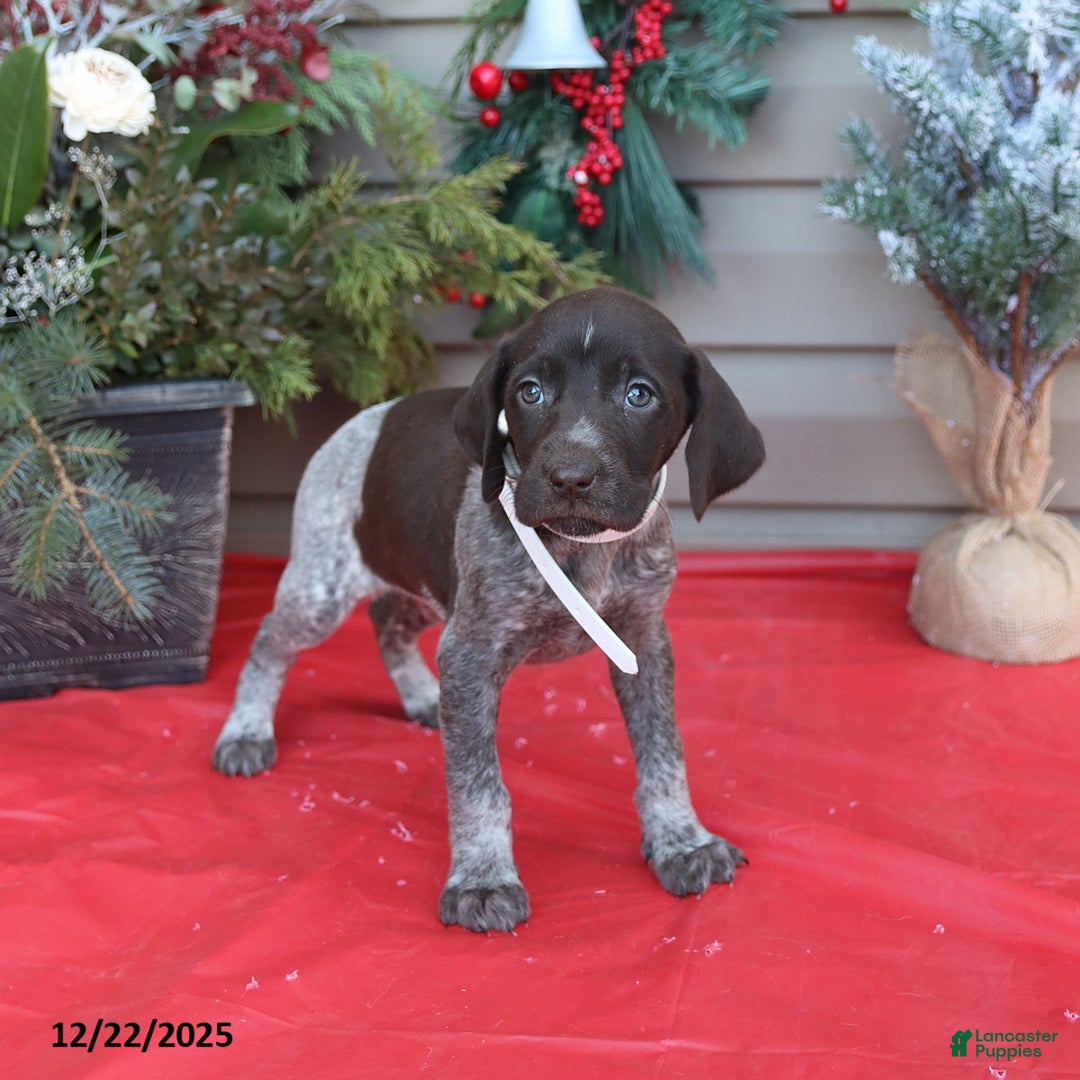 German Shorthaired Pointer dogs for sale: Dixie - Ad 3