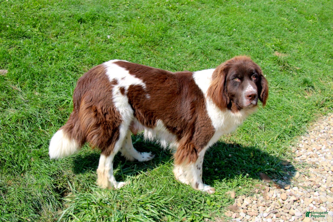 Newfoundland dogs for sale: Crystal - Ad 8