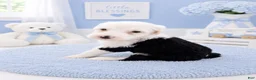 Sheepadoodle dogs for sale: Jax💙SheepaDoodle - Ad 24
