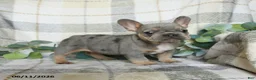 French Bulldog dogs for sale: Gracie - Ad 3