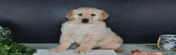 Golden Retriever dogs for sale: Kevin - Ad 2