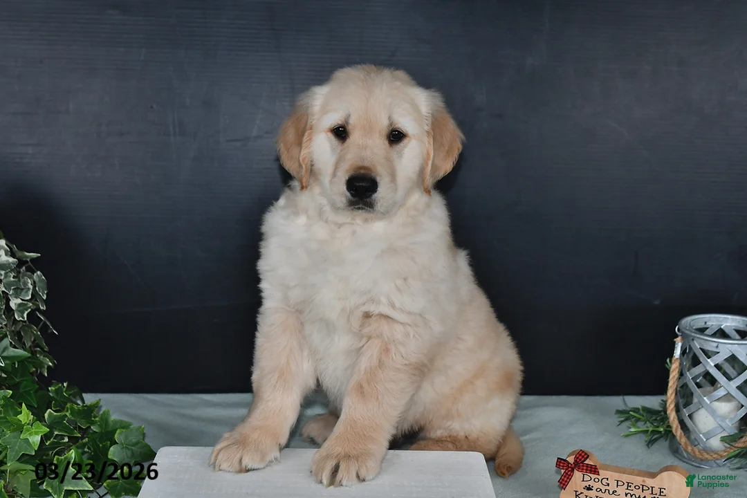 Golden Retriever dogs for sale: Kevin - Ad 2