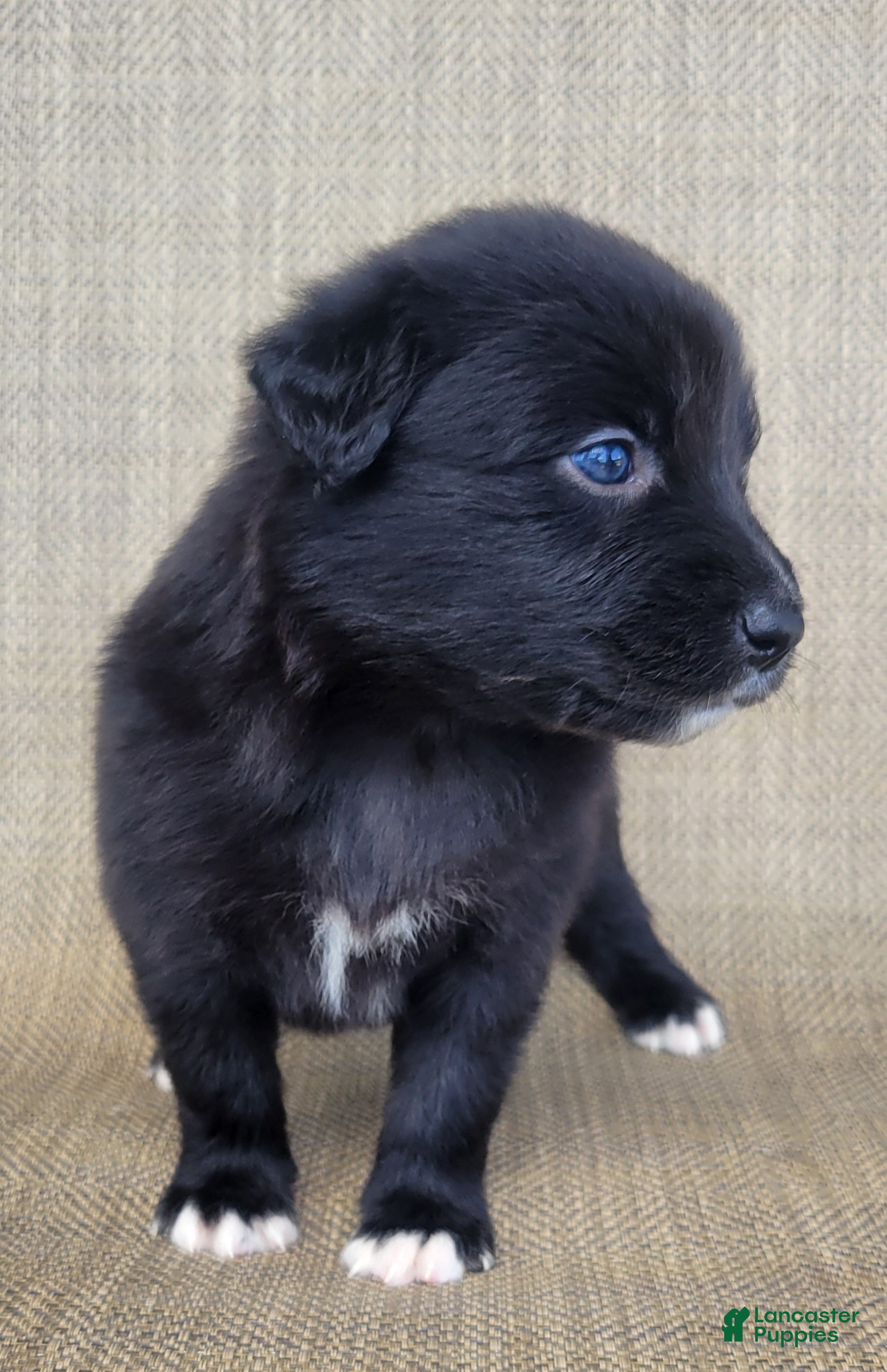 Australian Shepherd dogs Bluey - Ad 2