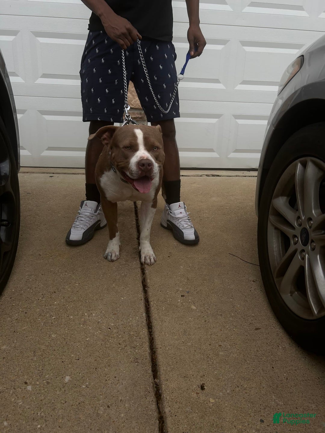 Gallery Image {{count}}