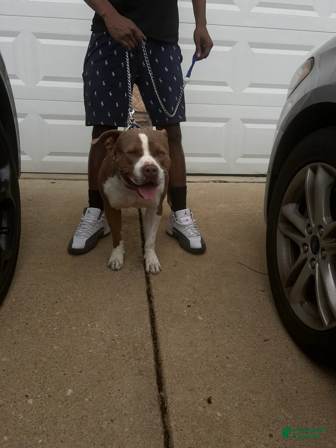 Gallery Image {{count}}