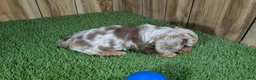 Dachshund dogs for sale: Crackers Boy 1 - Ad 3