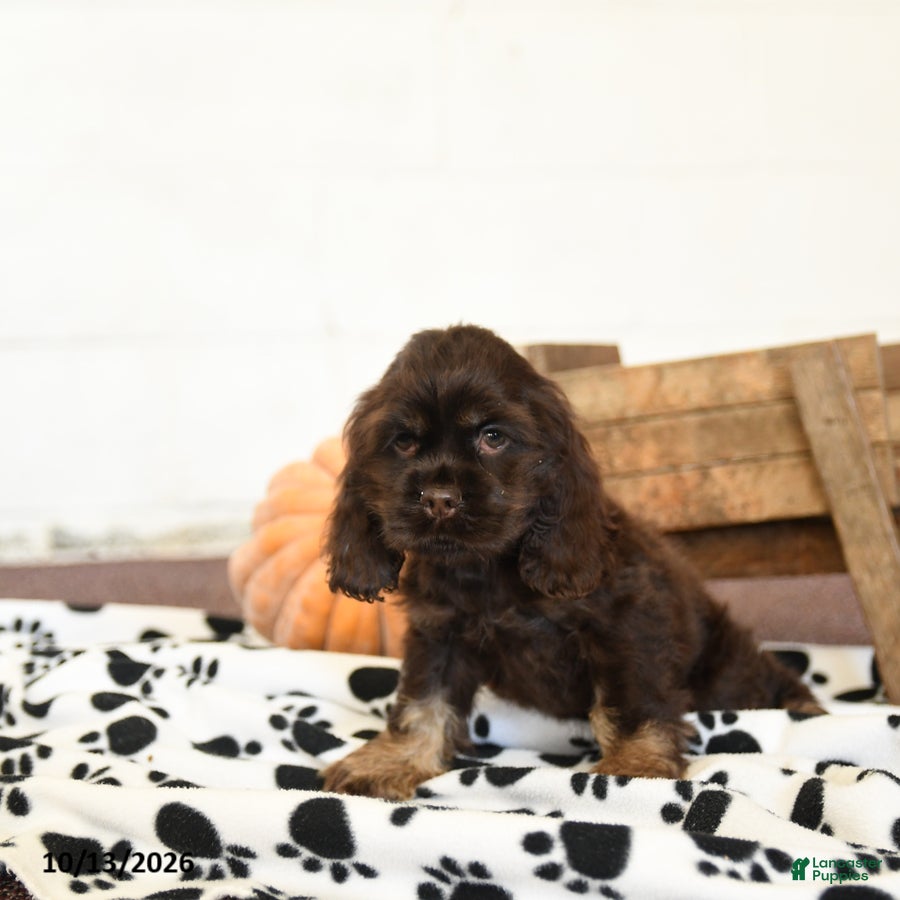 Cocker Spaniel dogs Willow - Ad 2