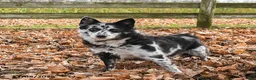 Pomsky dogs for sale: Alivia - Ad 4
