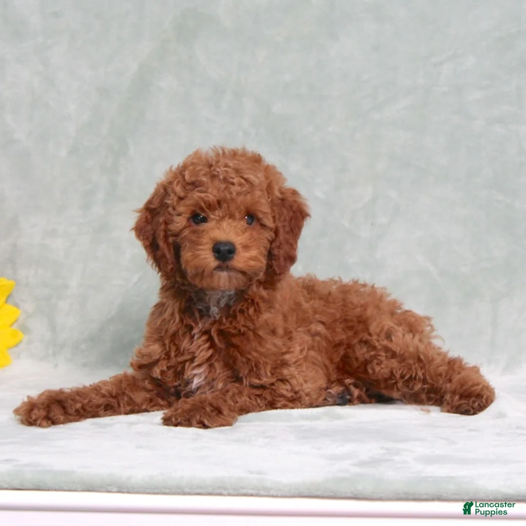 Miniature Poodle dogs for sale: Lyle - Ad 1