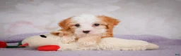 Mini Bernedoodle dogs for sale: Marcy - Ad 5