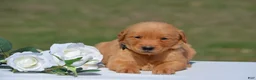 Golden Retriever dogs for sale: Stacy - Ad 2