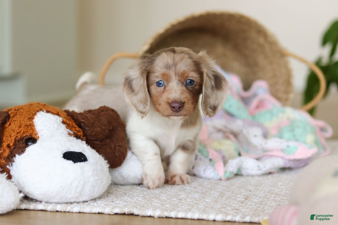 Miniature Dachshund dogs for sale: Skye - Ad 16