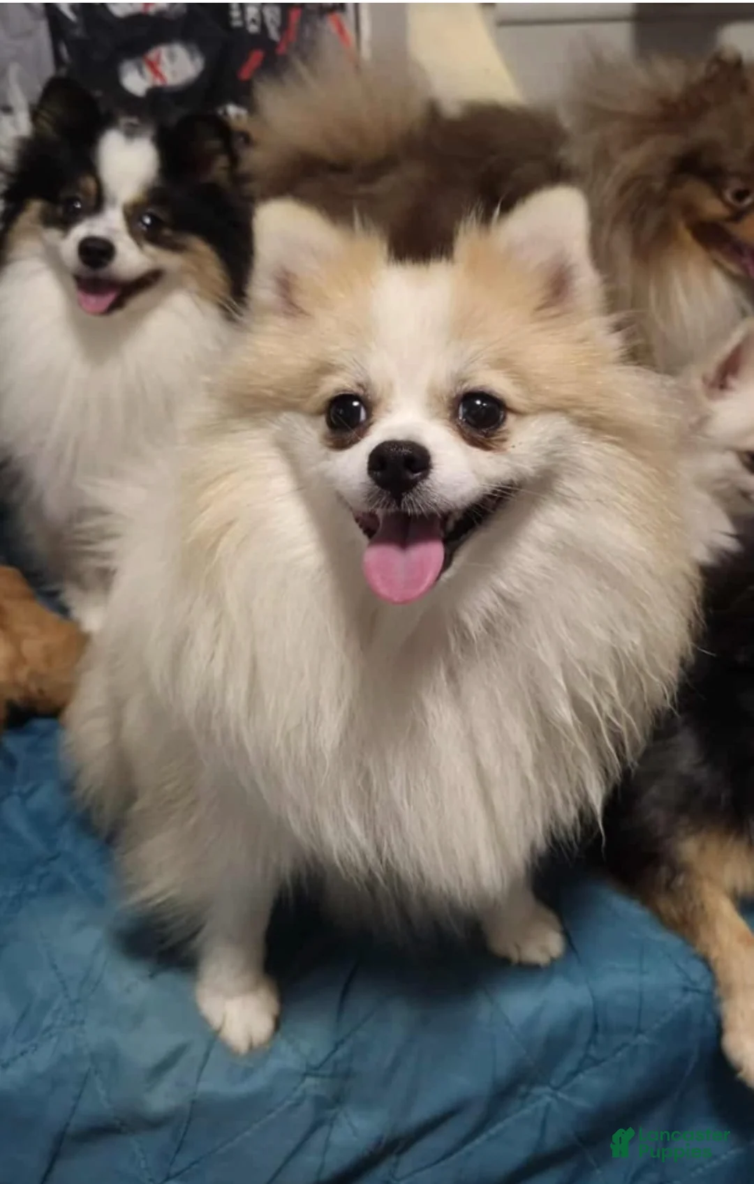 Pomeranian dogs for sale: NYX - F - Ad 4