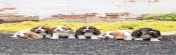 Basset Hound dogs for sale: Lennox  - Ad 4