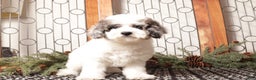 Toy Poodle dogs for sale: Darwin  - Ad 1
