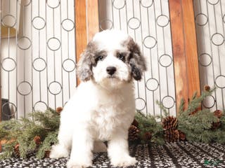 Toy Poodle dogs Darwin - Ad 2