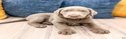 Labrador Retriever dogs for sale: Titan - Ad 2