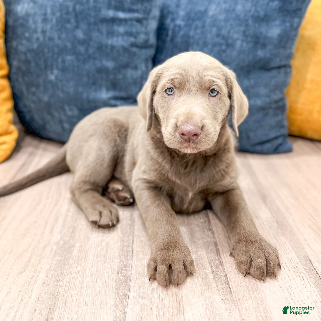 Labrador Retriever dogs for sale: Titan - Ad 2