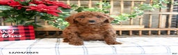 Mini Goldendoodle dogs for sale: Flora   - Ad 3