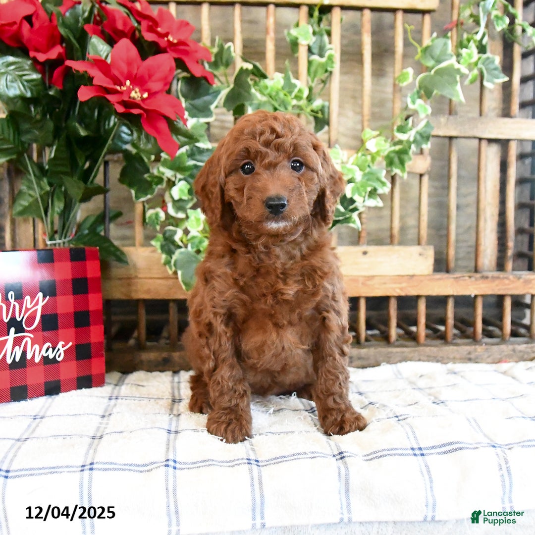 Mini Goldendoodle dogs for sale: Flora   - Ad 3