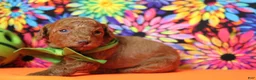 Mixed Breed dogs for sale: Tangelo - Ad 9