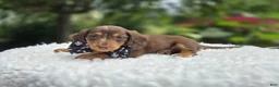 Miniature Dachshund dogs for sale: Felix - Ad 3