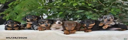 Dachshund dogs for sale: Lexi - Ad 2
