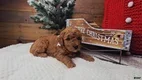 Mini Goldendoodle dogs Nicholas - Ad 19