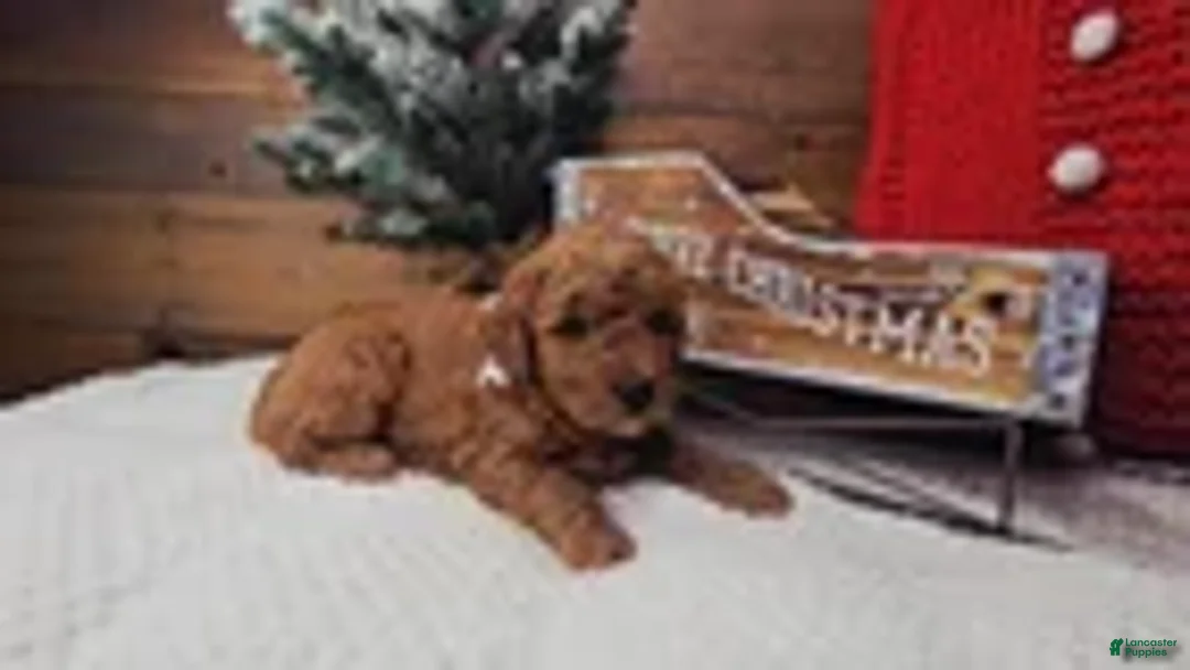 Mini Goldendoodle dogs for sale: Nicholas - Ad 1