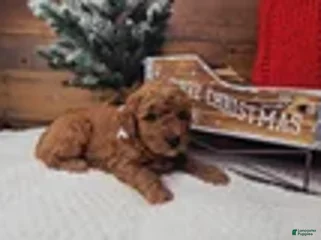 Mini Goldendoodle dogs Nicholas - Ad 19