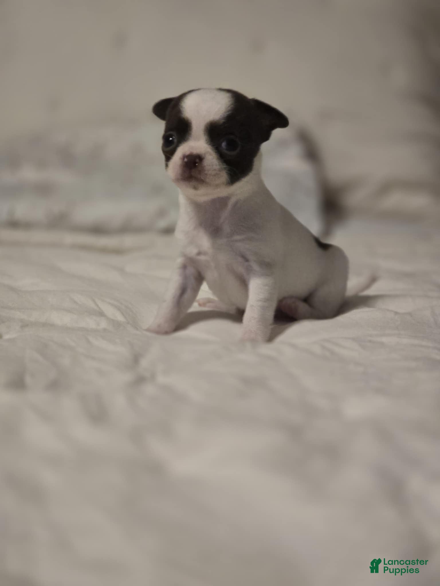 Chihuahua dogs pebbles - Ad 27