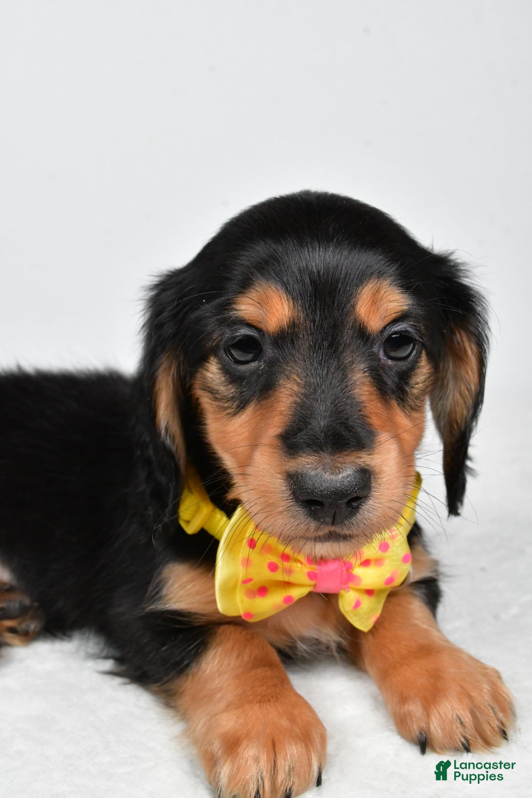 Miniature Dachshund dogs for sale: Asher - Ad 11