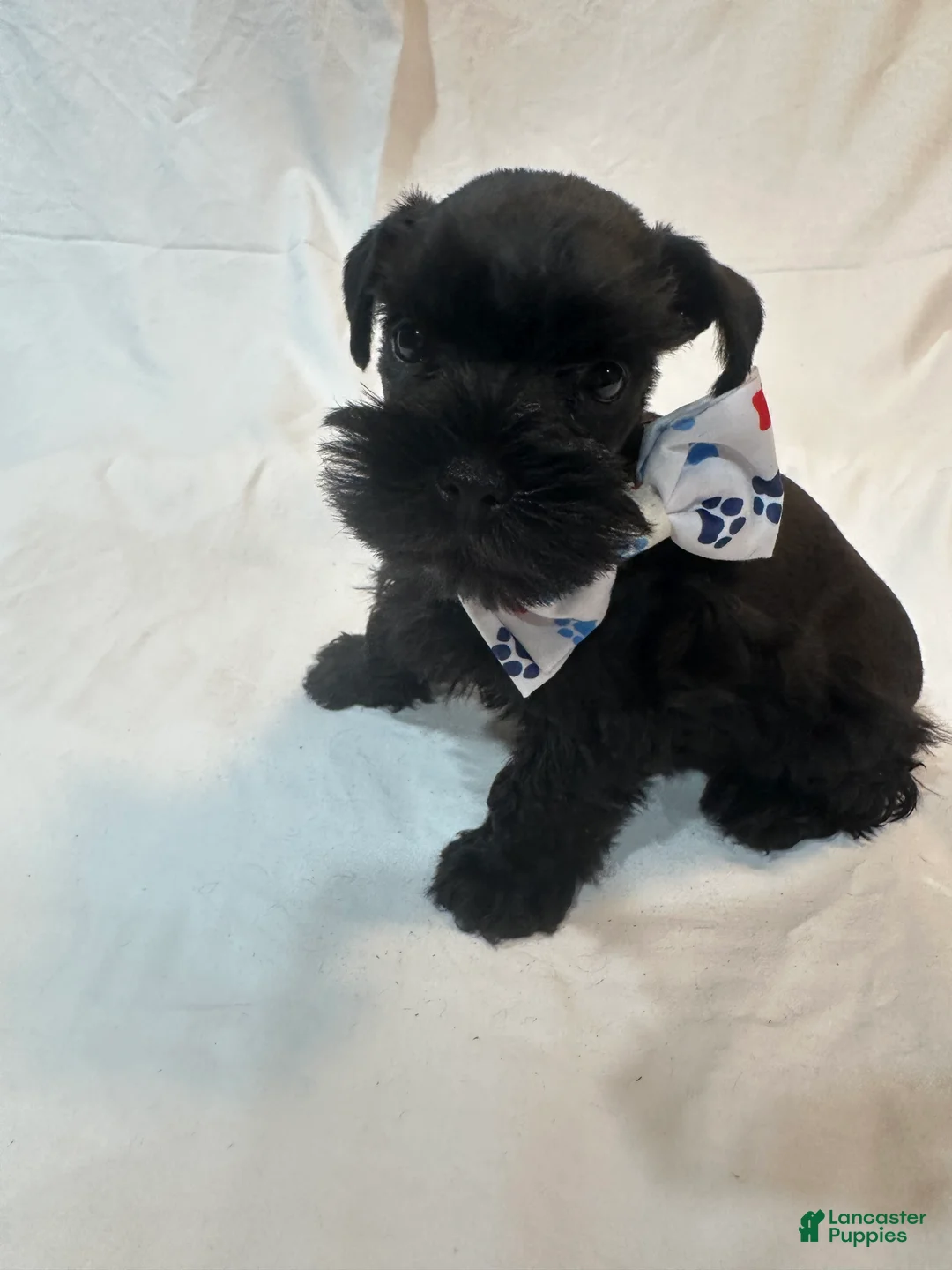 Miniature Schnauzer dogs for sale: Bernie - Ad 1