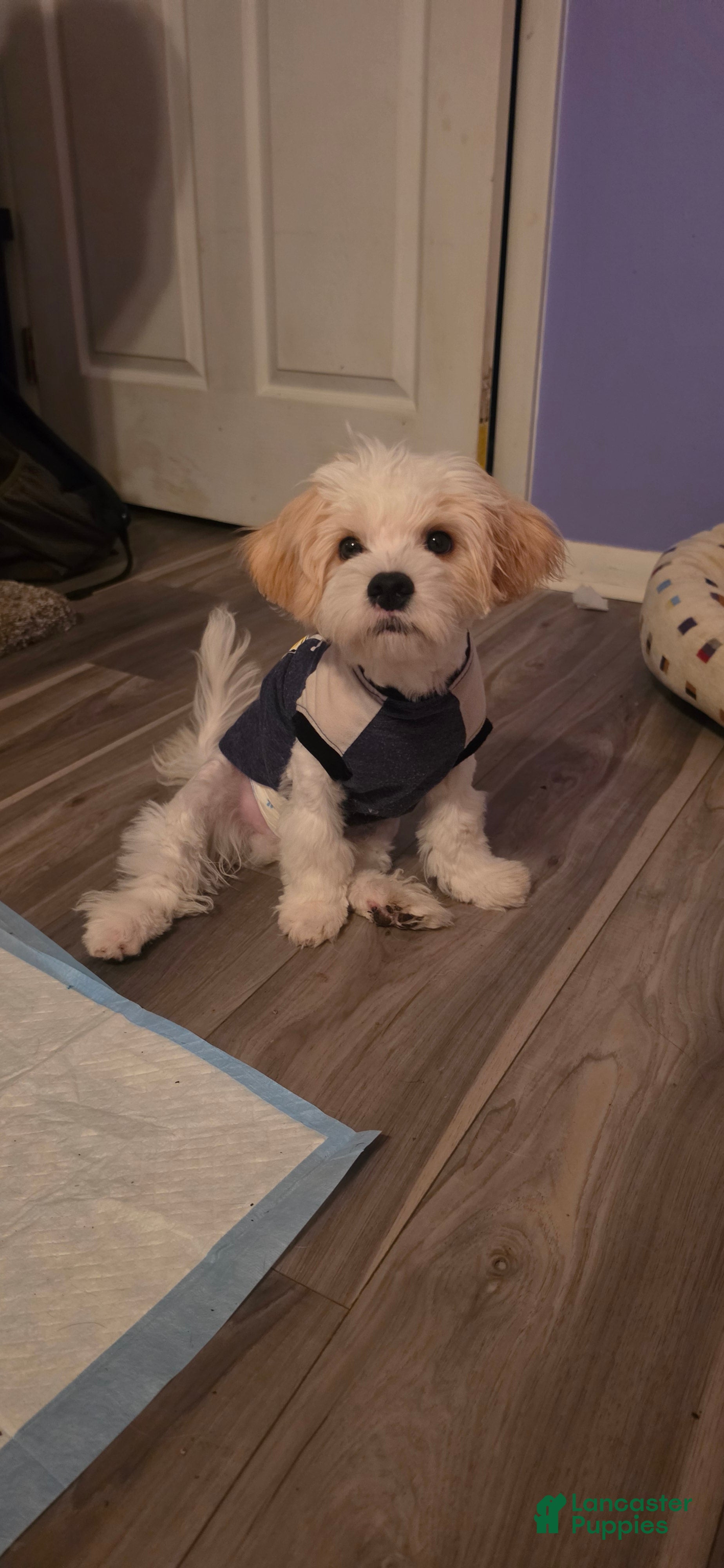 Maltipoo dogs Maltipoo 1 - Ad 11
