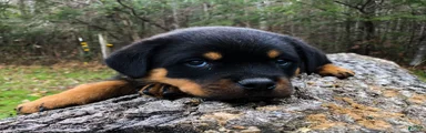Rottweiler Puppy 2