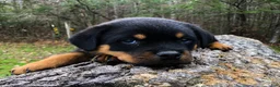 Rottweiler dogs for sale: Rottweiler Puppy 2 - Ad 1